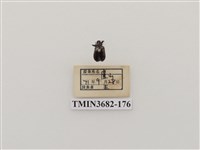 藏品(鞘翅目(2))的圖片